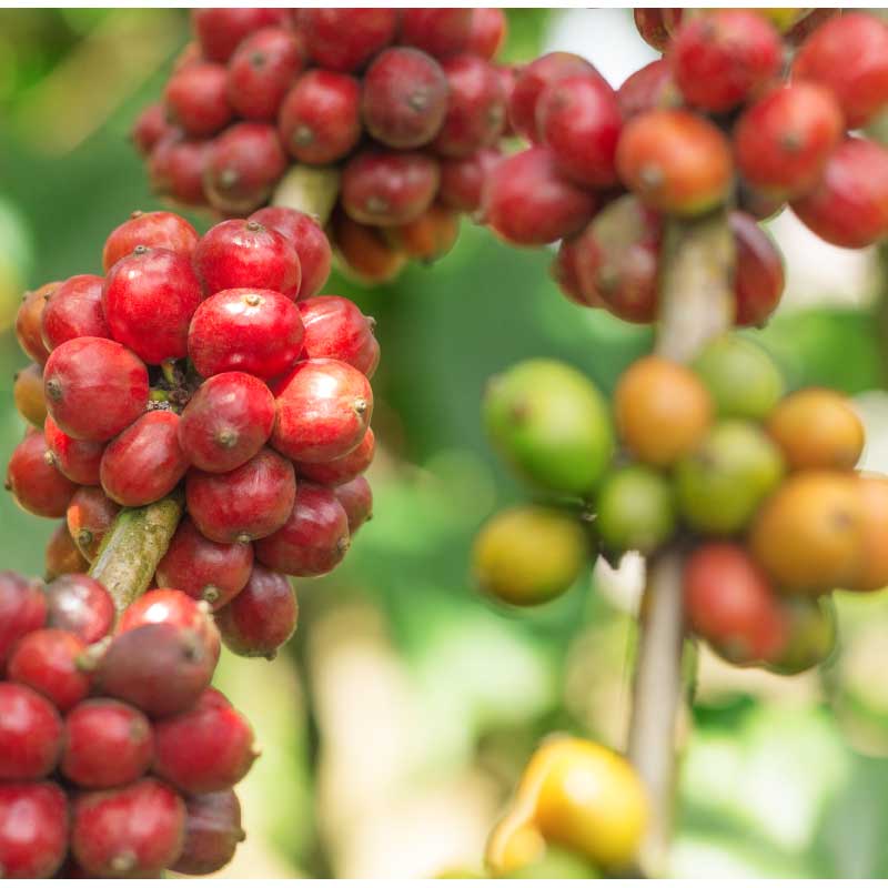 What is peaberry coffee?