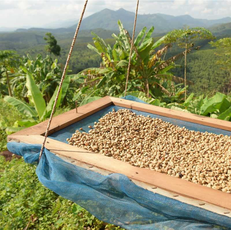 MEDIUM ROASTED COFFEE 