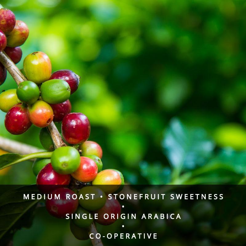 Colombia Medellin Excelso Single Origin Coffee Beans-Medium Roast